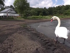 Азиатки, Жопа, Большие сиськи, Минет, Секс без цензуры, Милф, Киски, Сиськи