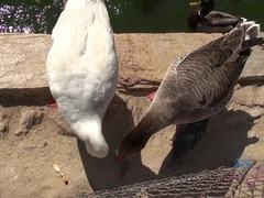 A Lovely Date at the Park